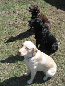 Three main Labrador colours