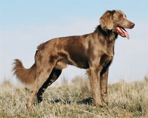 Longhair Weimaraner Longhair Weimaraner