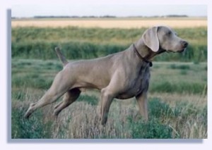Weimaraner on Point Weimaraner on Point